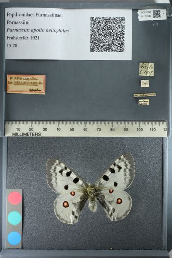 Media type: image;   Entomology 175342